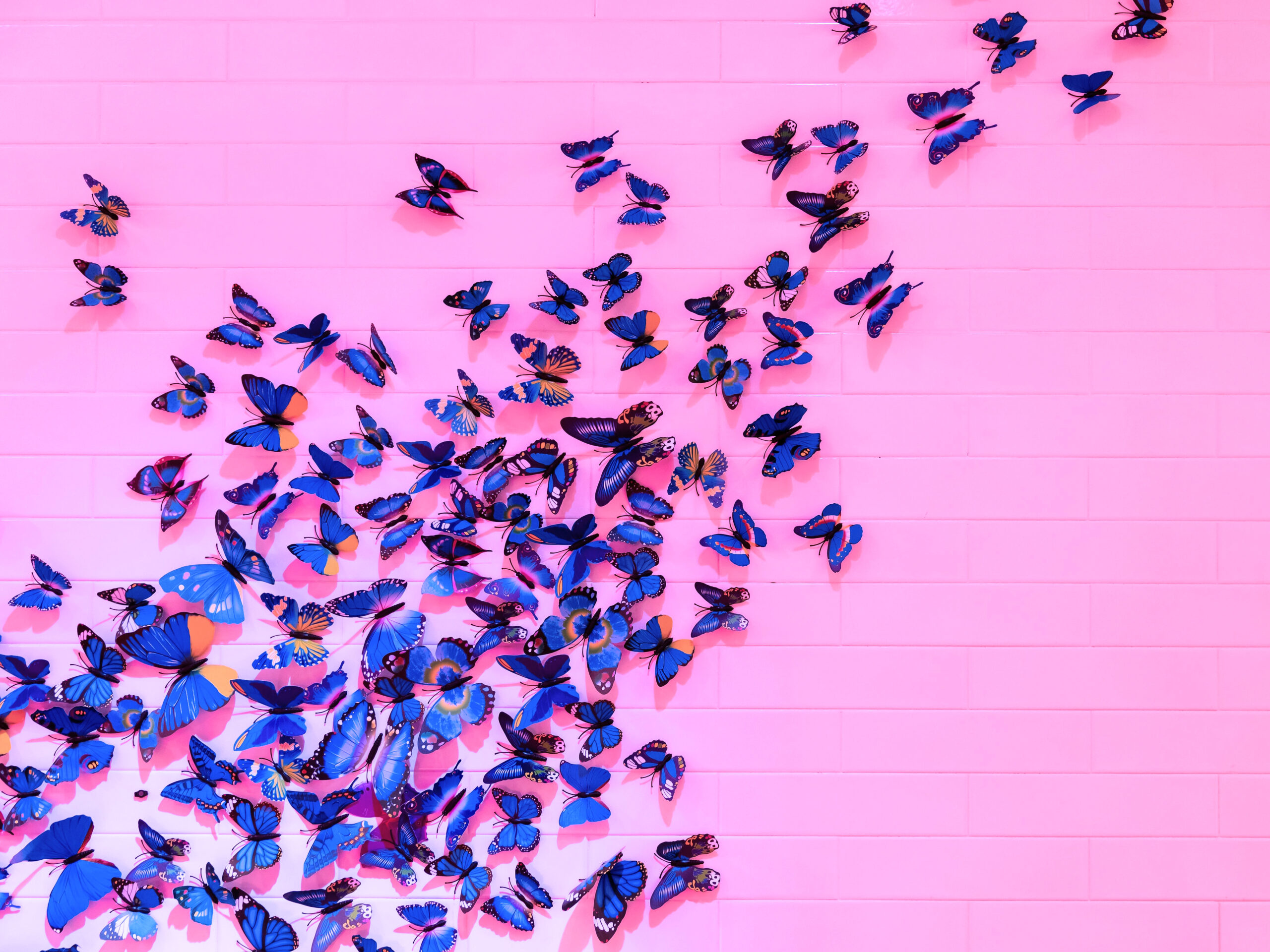 purple butterflies on pink background